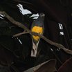 White-tailed Trogon